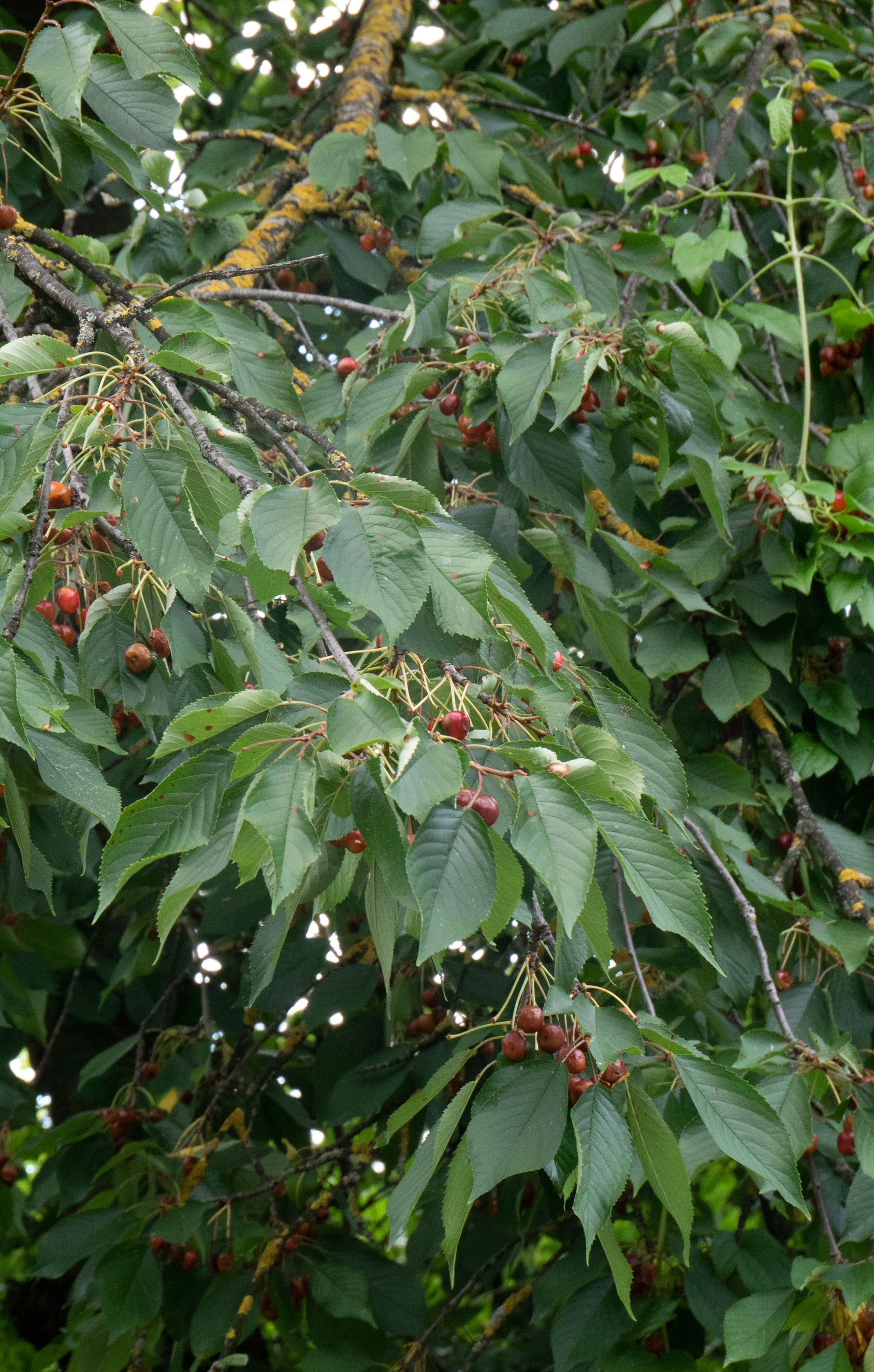 cherry party